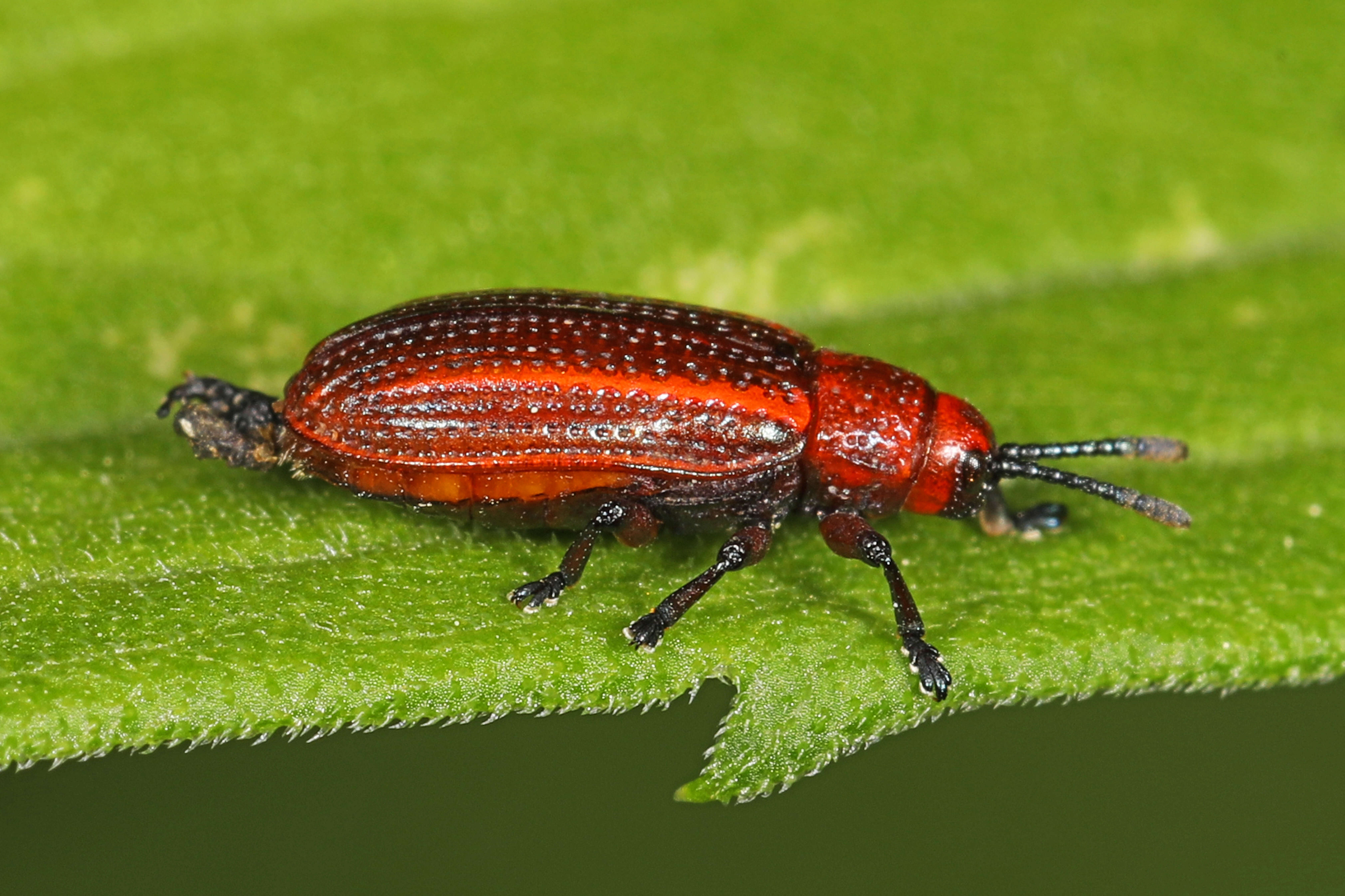 Microrhopala vittata (Fabricius 1798)的圖片