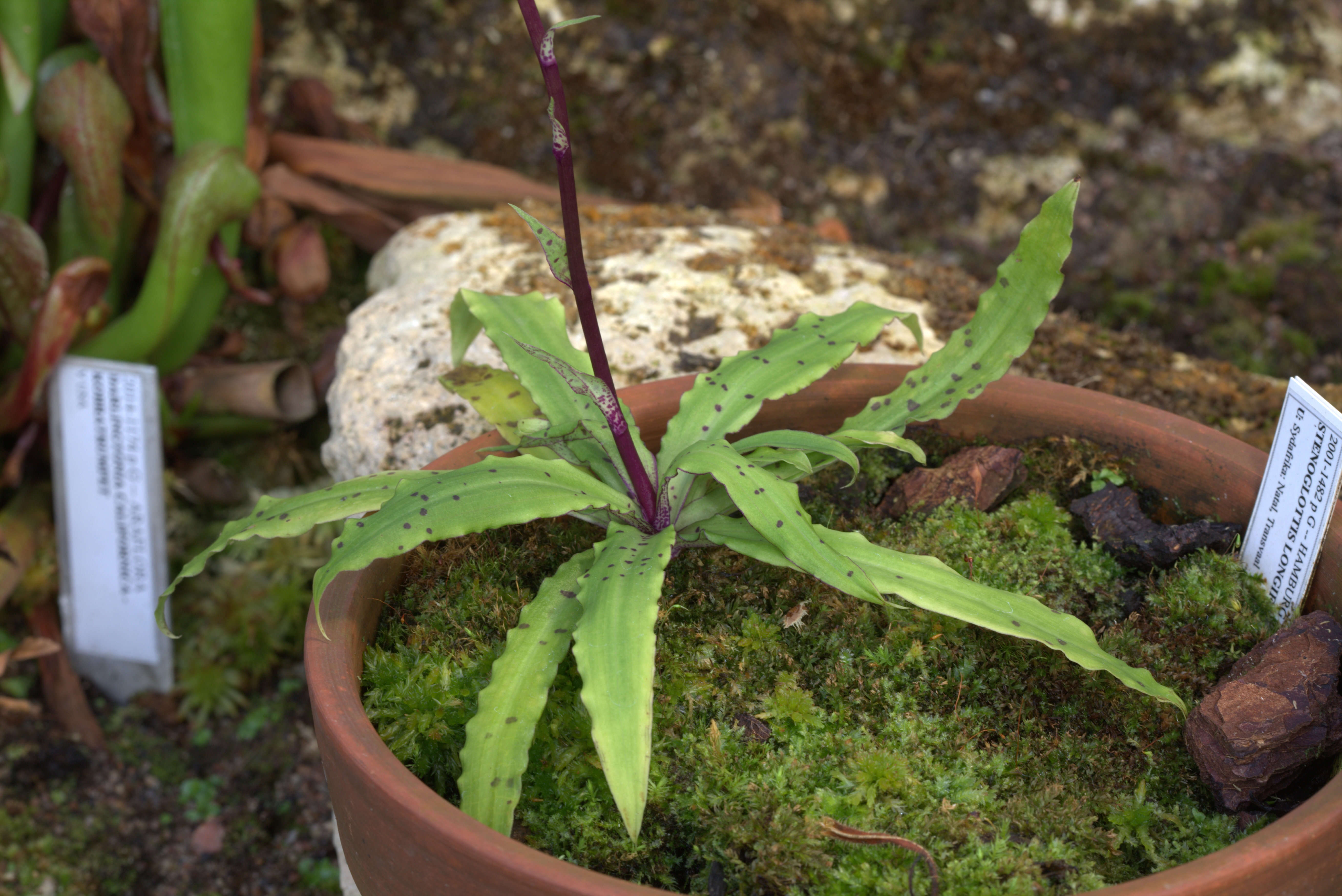 Image of Stenoglottis longifolia Hook. fil.