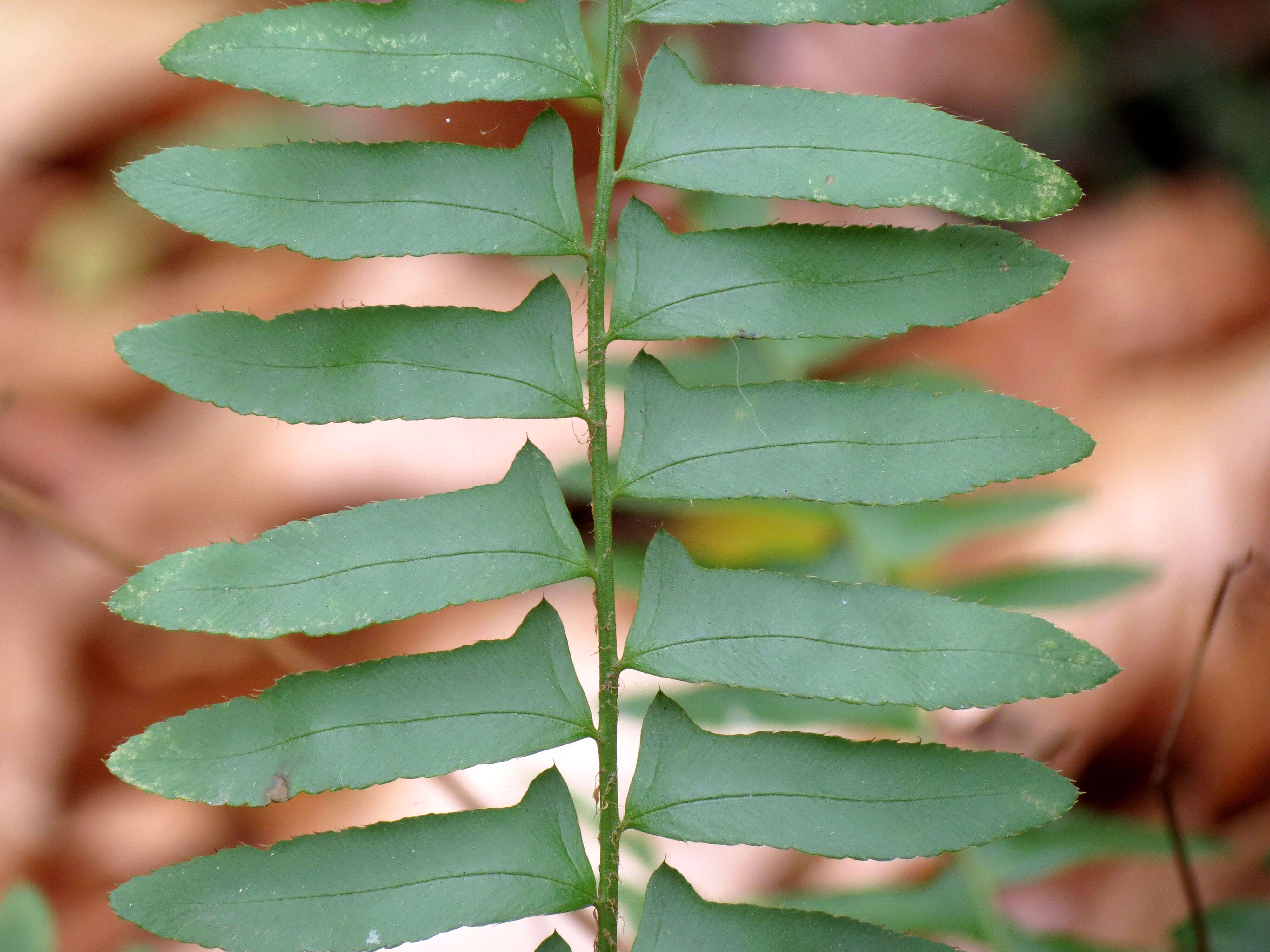 Image of Christmas fern