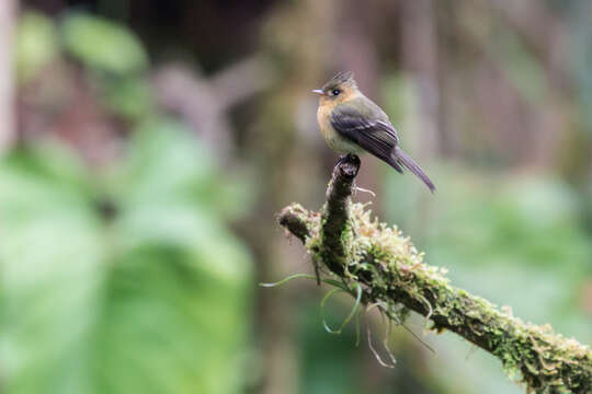 Image of Tufted flycatchers