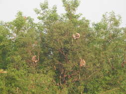 Image of Dussumier's Malabar Langur