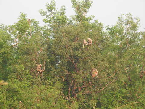 Image of Dussumier's Malabar Langur