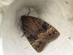 Image of copper underwing