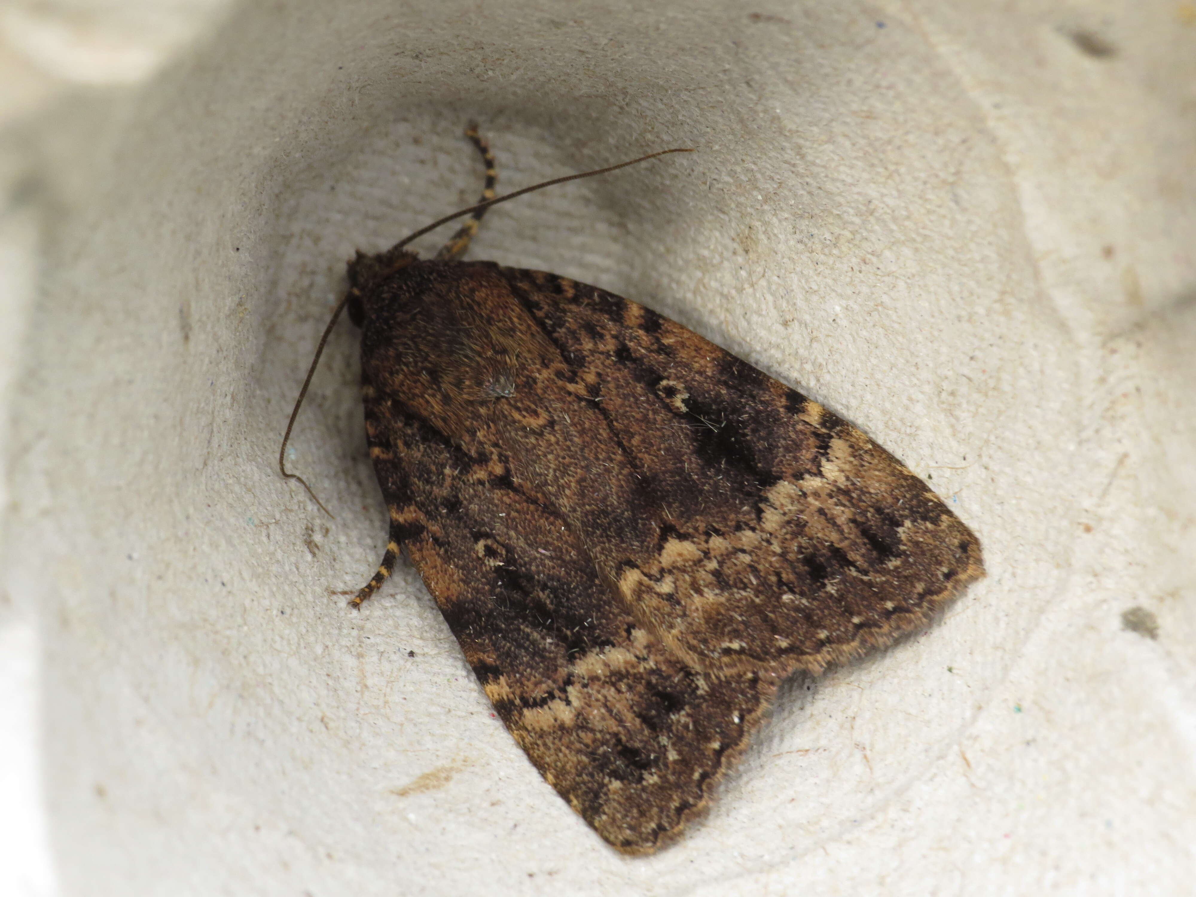 Image of copper underwing