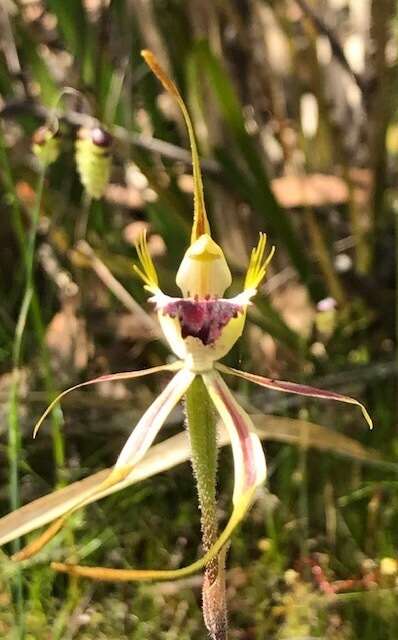 Image of Eastern Mantis Orchid