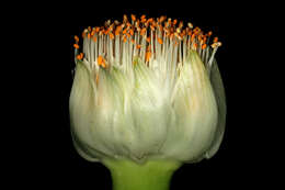 Imagem de Haemanthus albiflos Jacq.