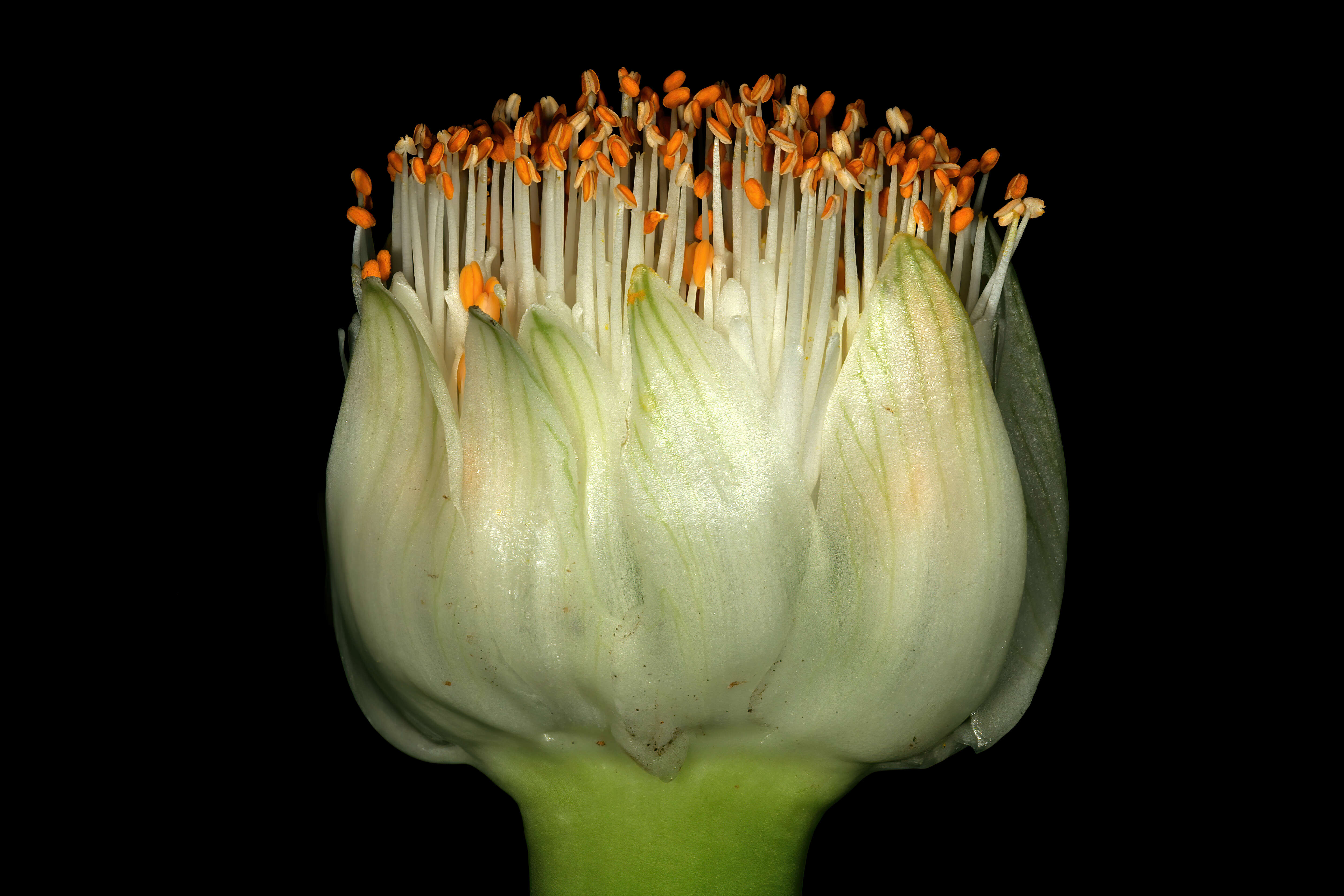 Imagem de Haemanthus albiflos Jacq.