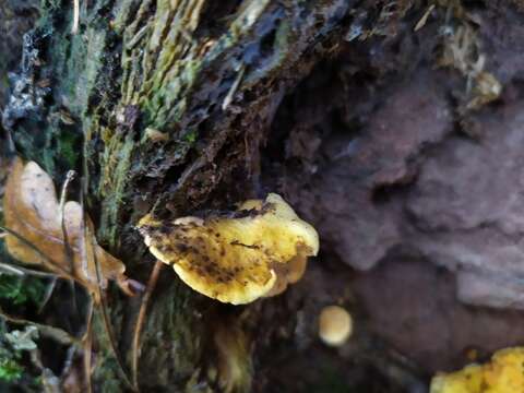 Image of Hygrophoropsis aurantiaca (Wulfen) Maire 1921