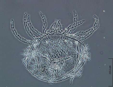 Image of Pterygosomatidae