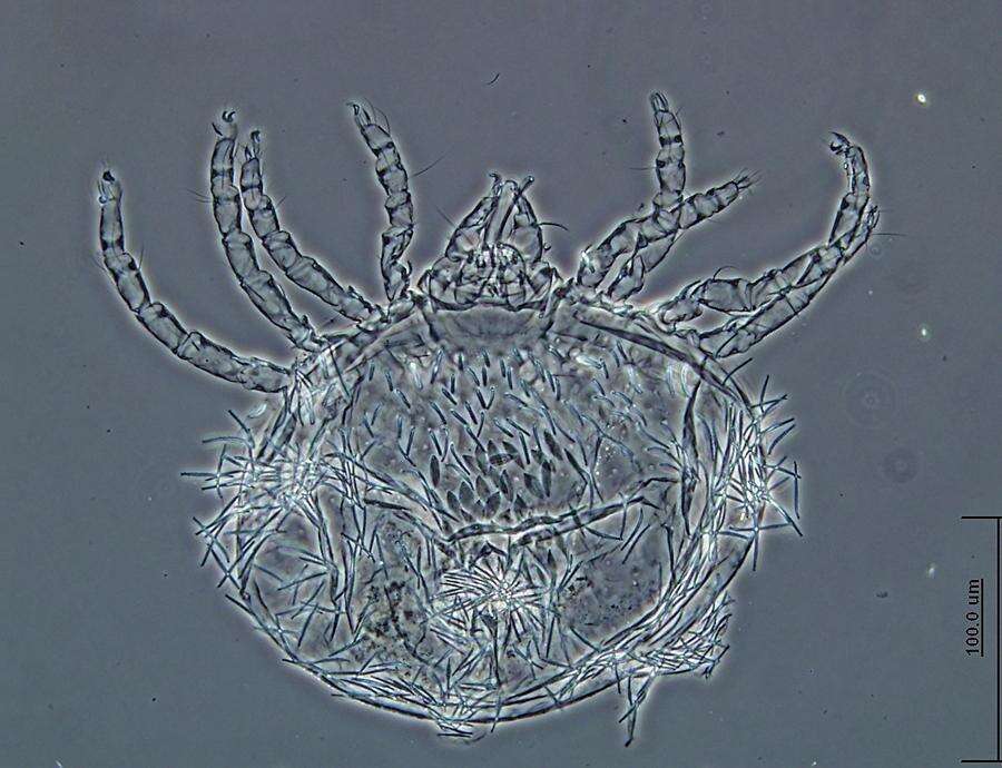 Image of Pterygosomatidae