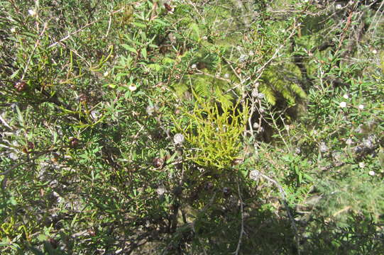 Image of Mistletoes