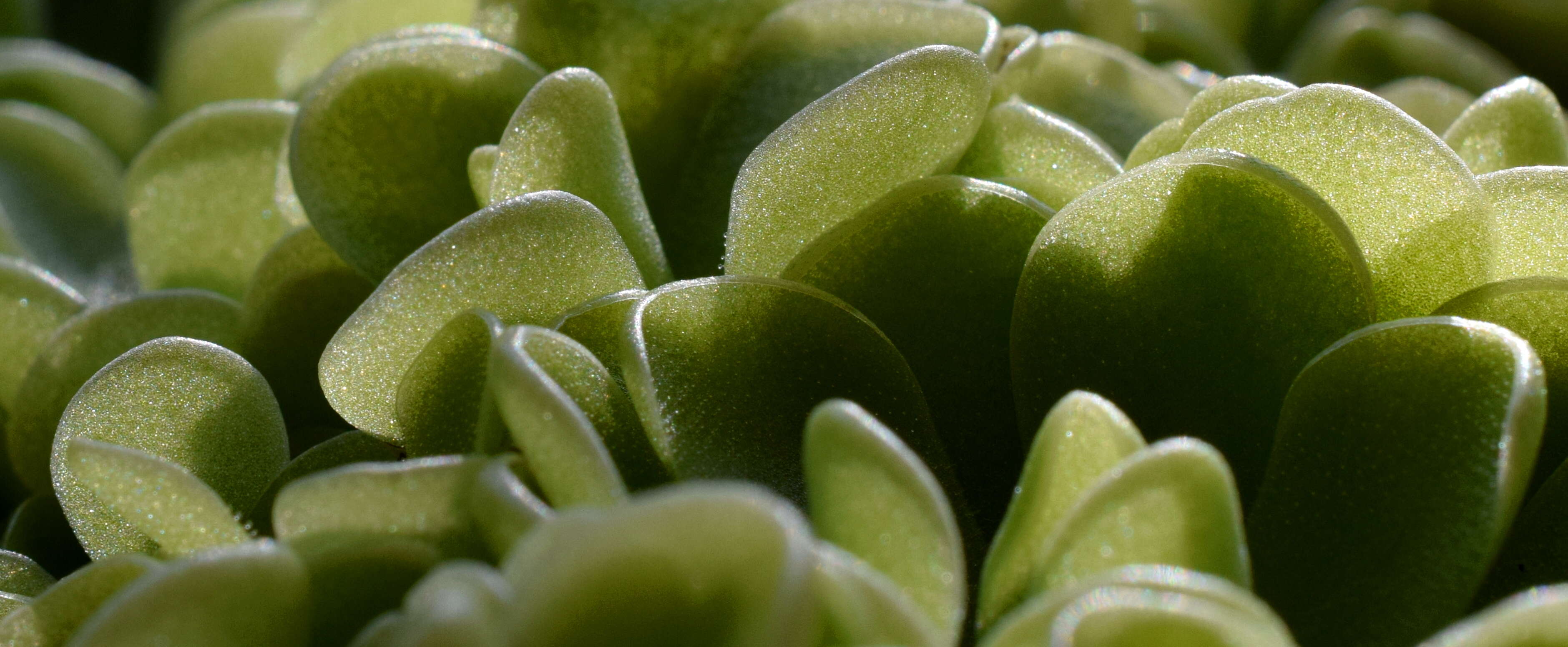 Imagem de Pinguicula esseriana B. Kirchner