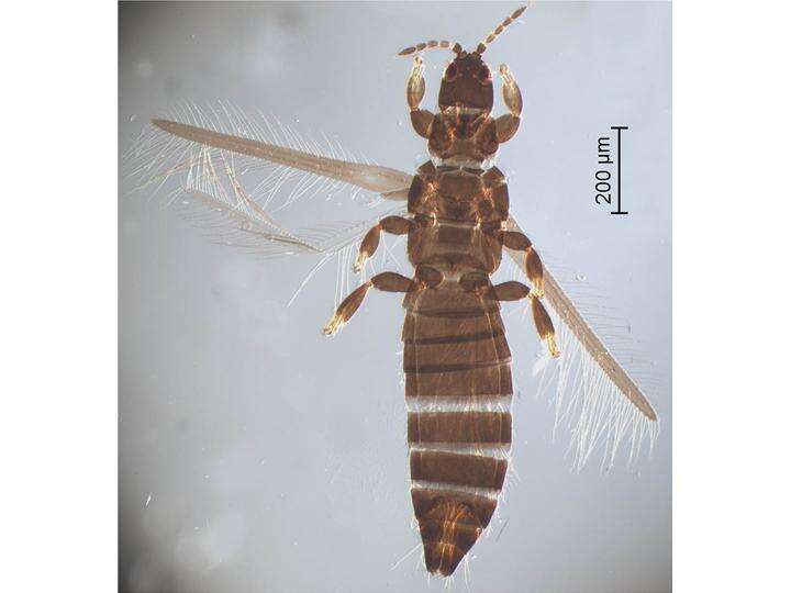 Limothrips resmi