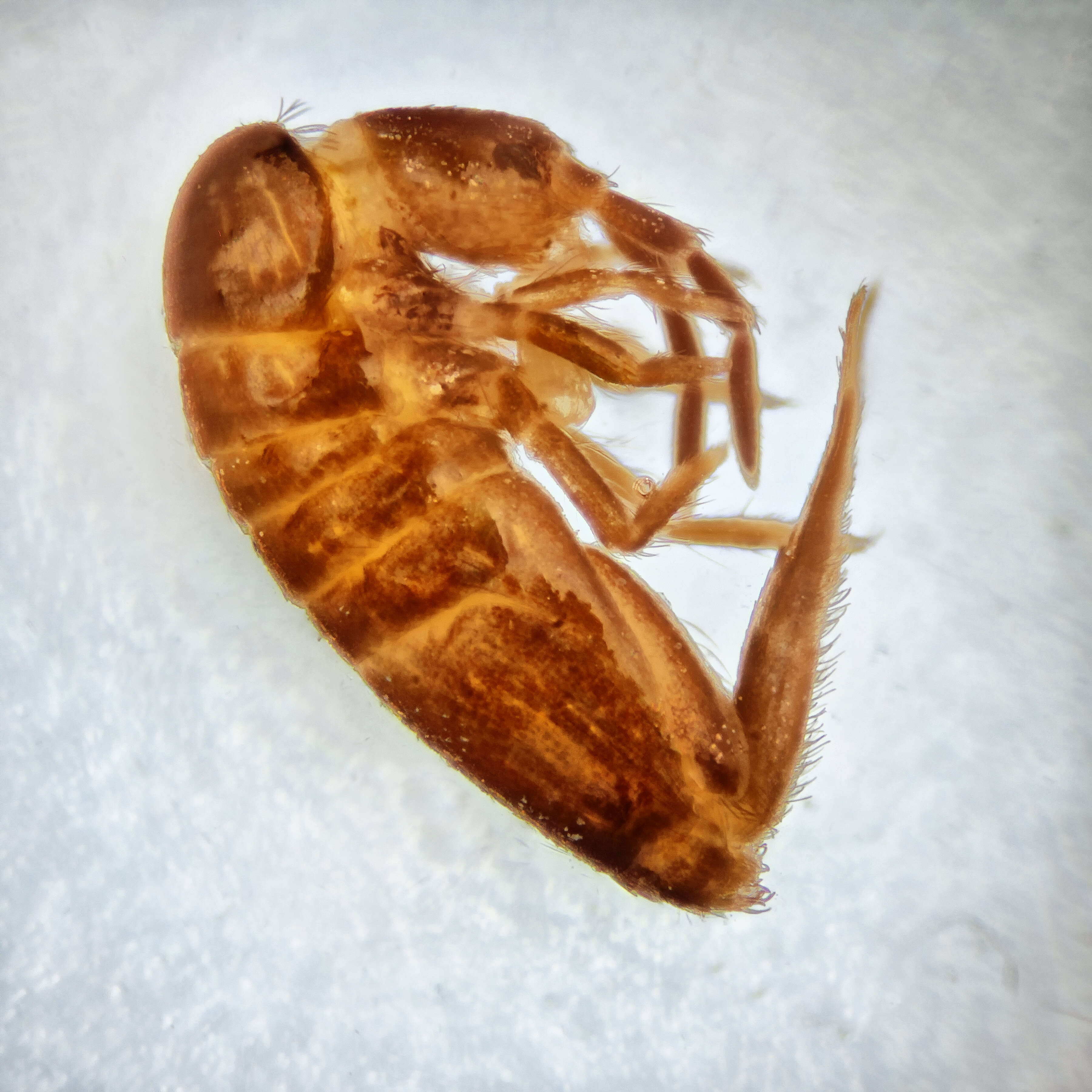 Image of Elongate-bodied Springtails