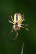 Image of Araneus