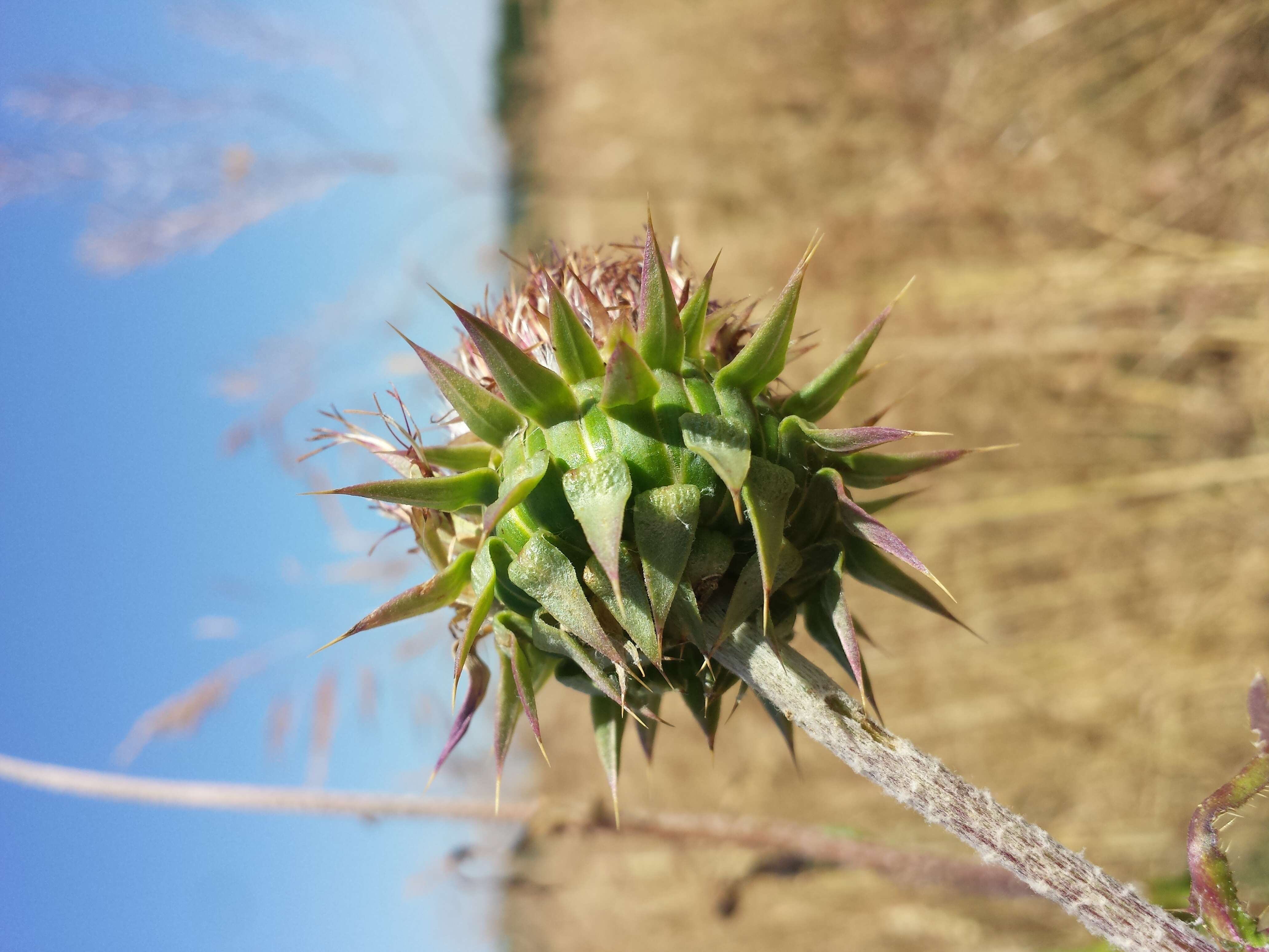 Слика од Carduus nutans L.