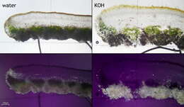 Image de Protoparmelia badia (Hoffm.) Hafellner