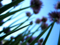 Image of wild chives