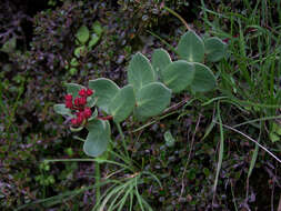 Image of stonecrop