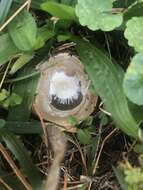 Image of Stinkhorn