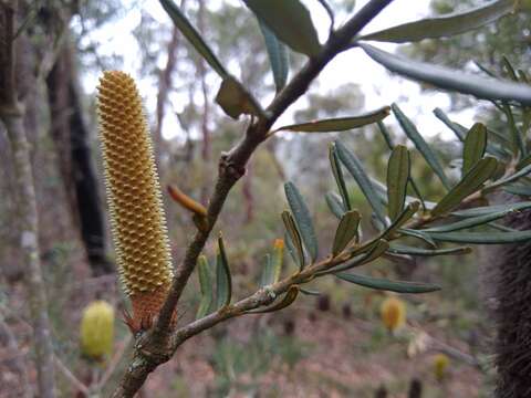 Image of silver banksia