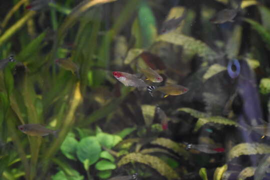 Image of Lemon tetra