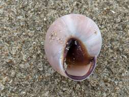 Image of Brown Lipped Snail