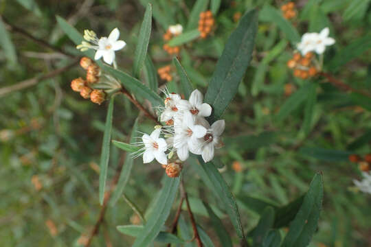 Image de Phebalium woombye (Bailey) Domin