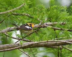 Image of Blackburnian Warbler