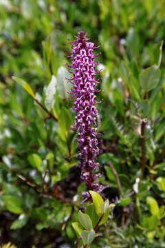 Image of elephanthead lousewort