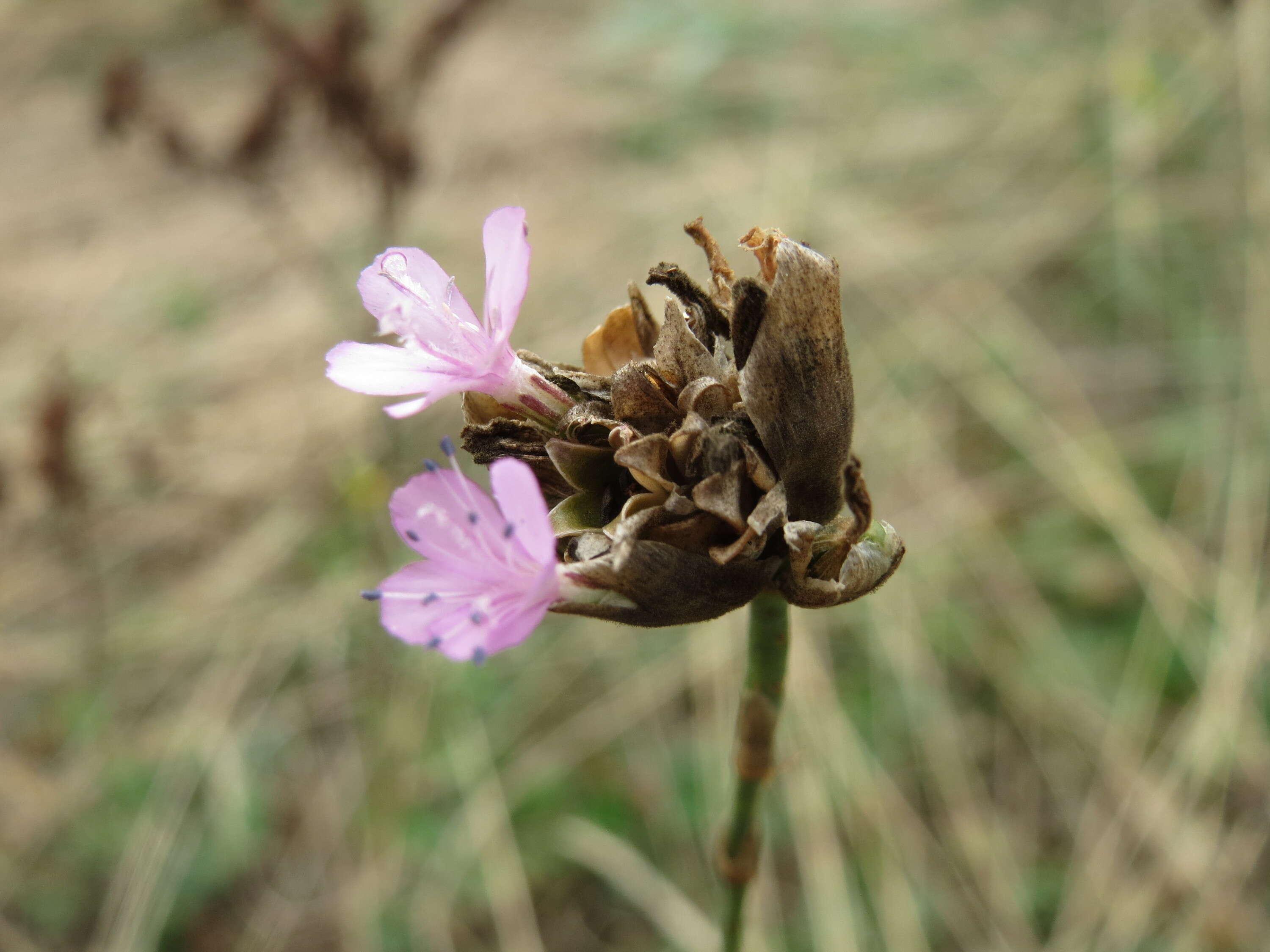 Image of Proliferous Pink