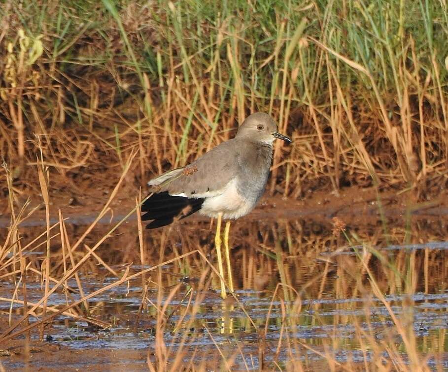 Image of White-tailed Lapwing