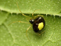 Image of Theridula opulenta (Walckenaer 1841)