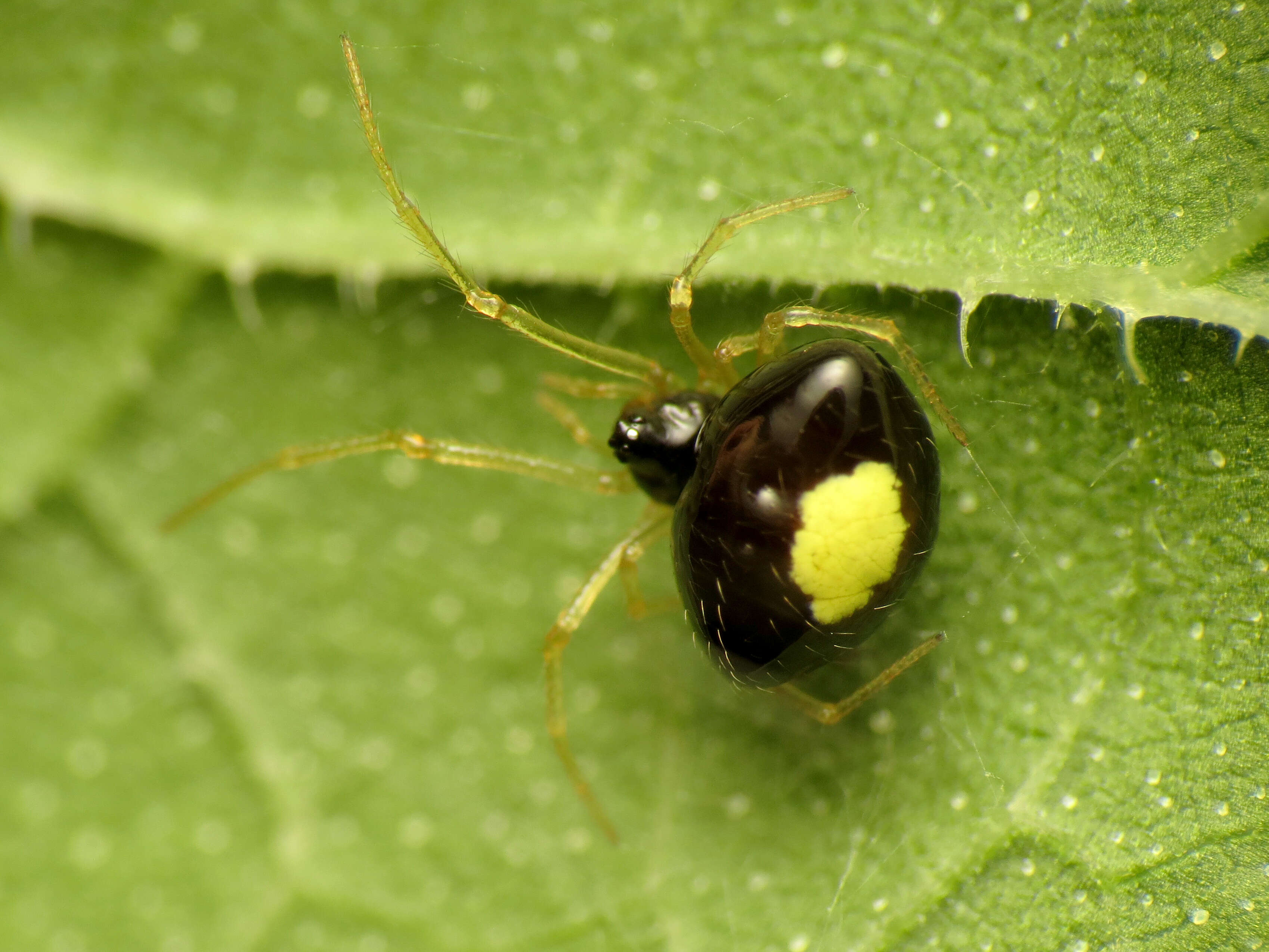 Image of Theridula opulenta (Walckenaer 1841)