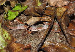 Image of Checkered Keelback Snake