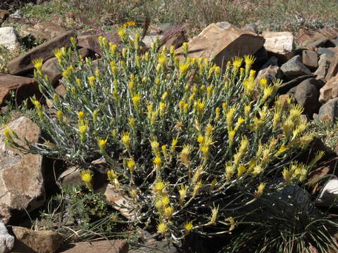 Image of whitestem goldenbush