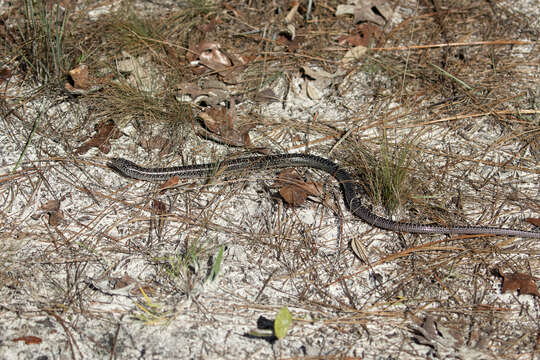 Image of Glass Lizards