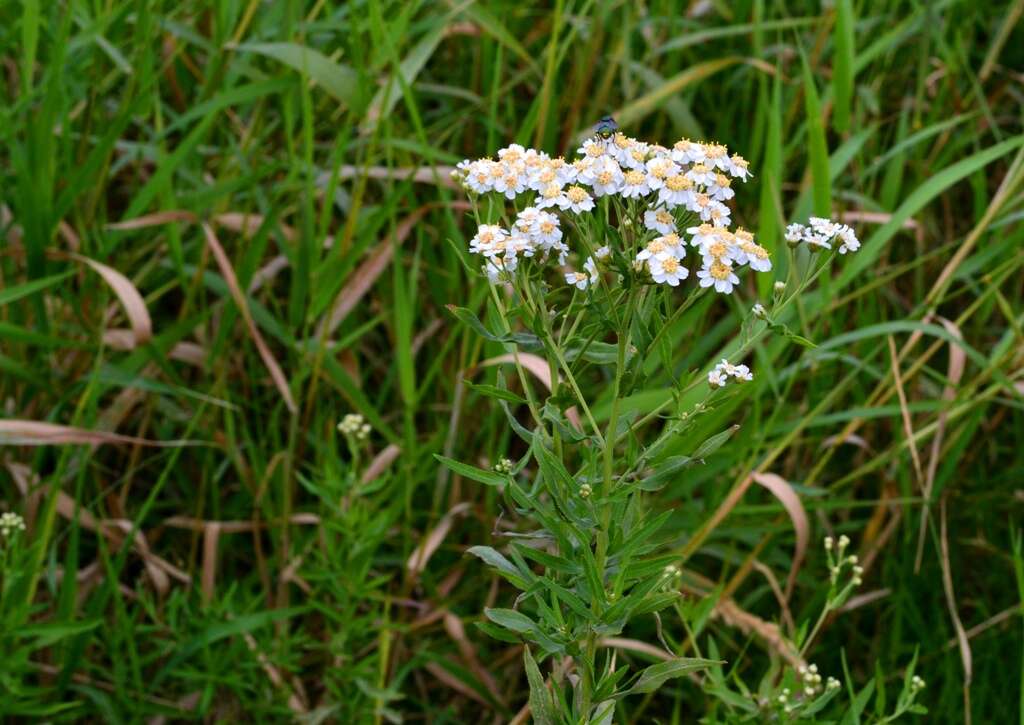 Image of Sneezeweed