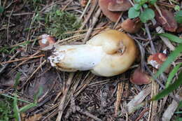 Image of Stinking Russula