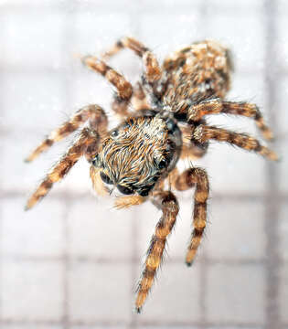 Image of Jumping spider