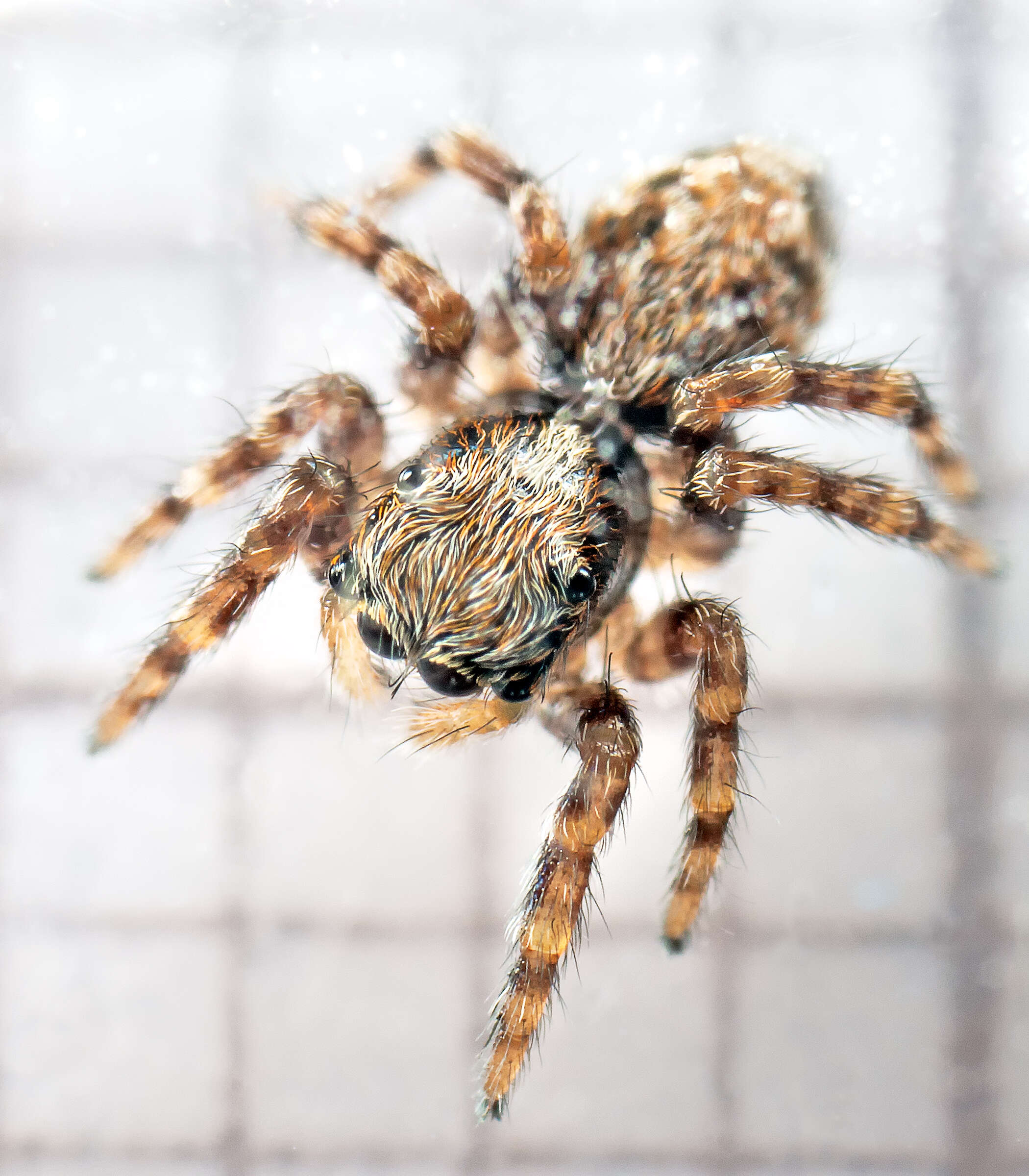 Image of Jumping spider