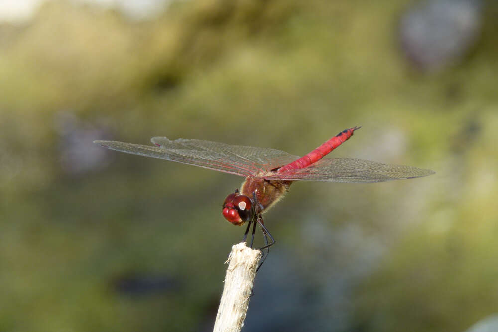 Tramea abdominalis (Rambur 1842) resmi