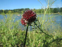 Image of wild garlic