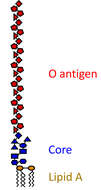 Слика од Pseudomonas aeruginosa