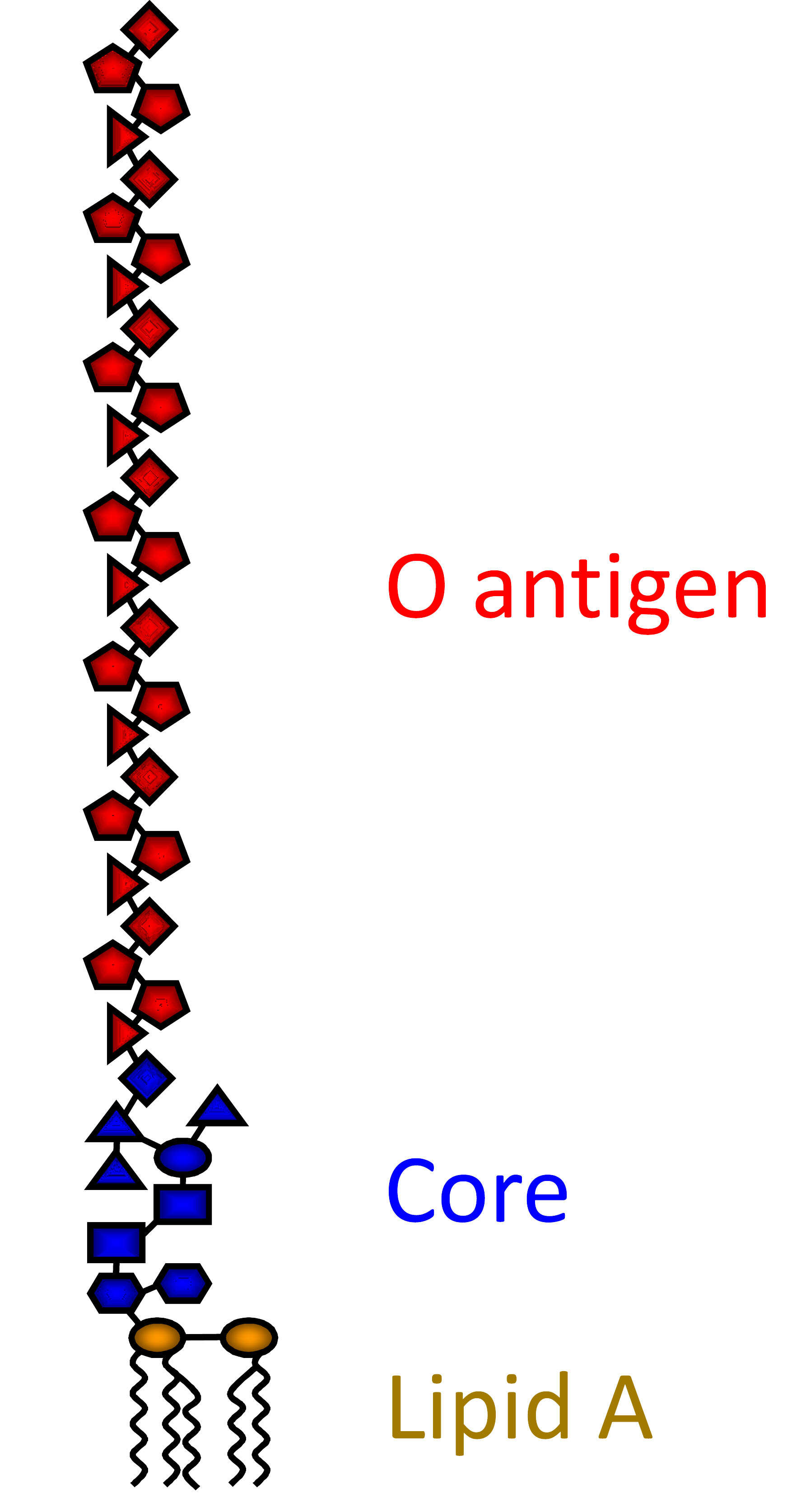 Imagem de Pseudomonas aeruginosa