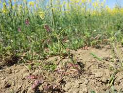 Image of bushy wallflower