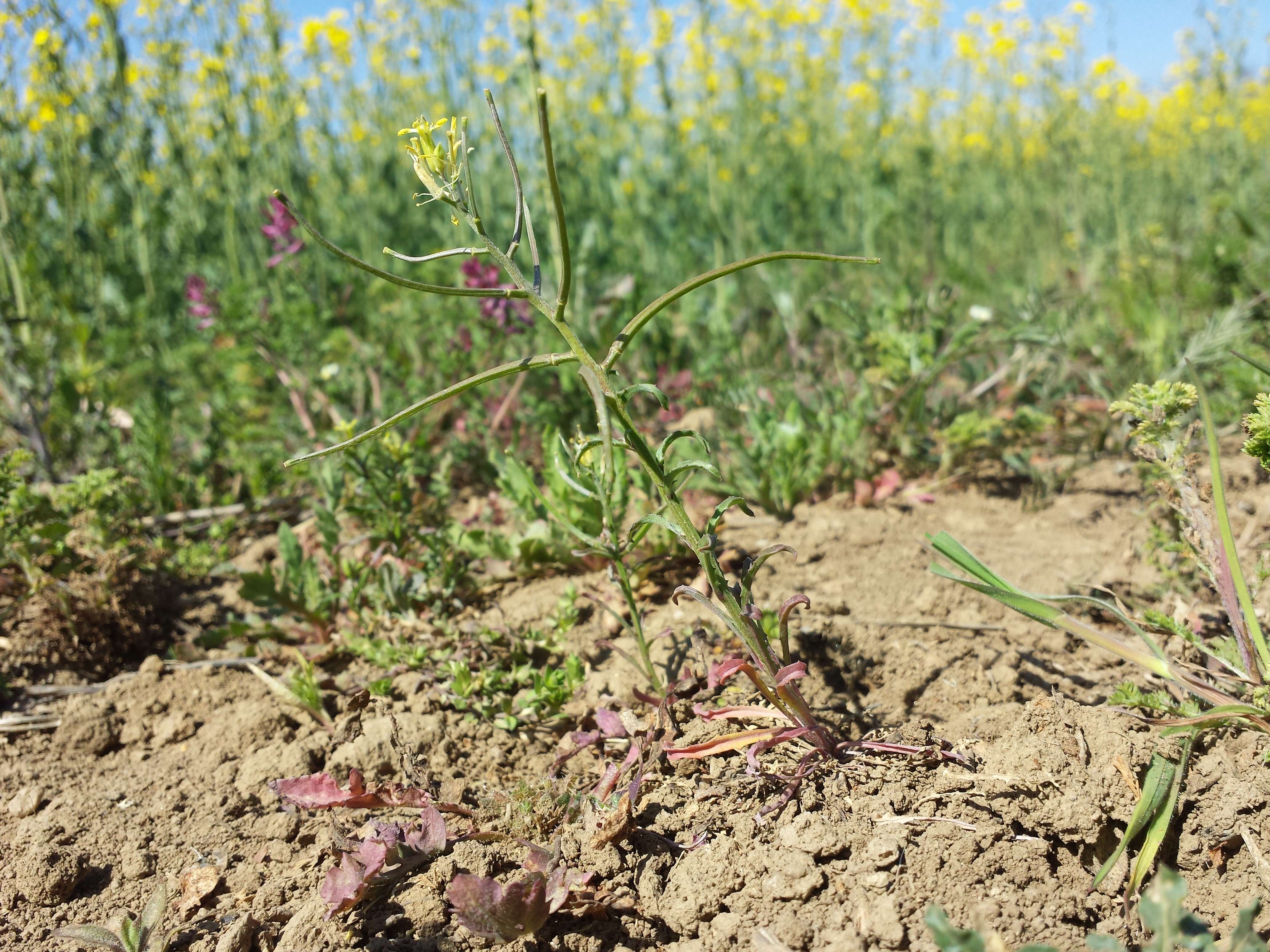 Plancia ëd Erysimum repandum L.