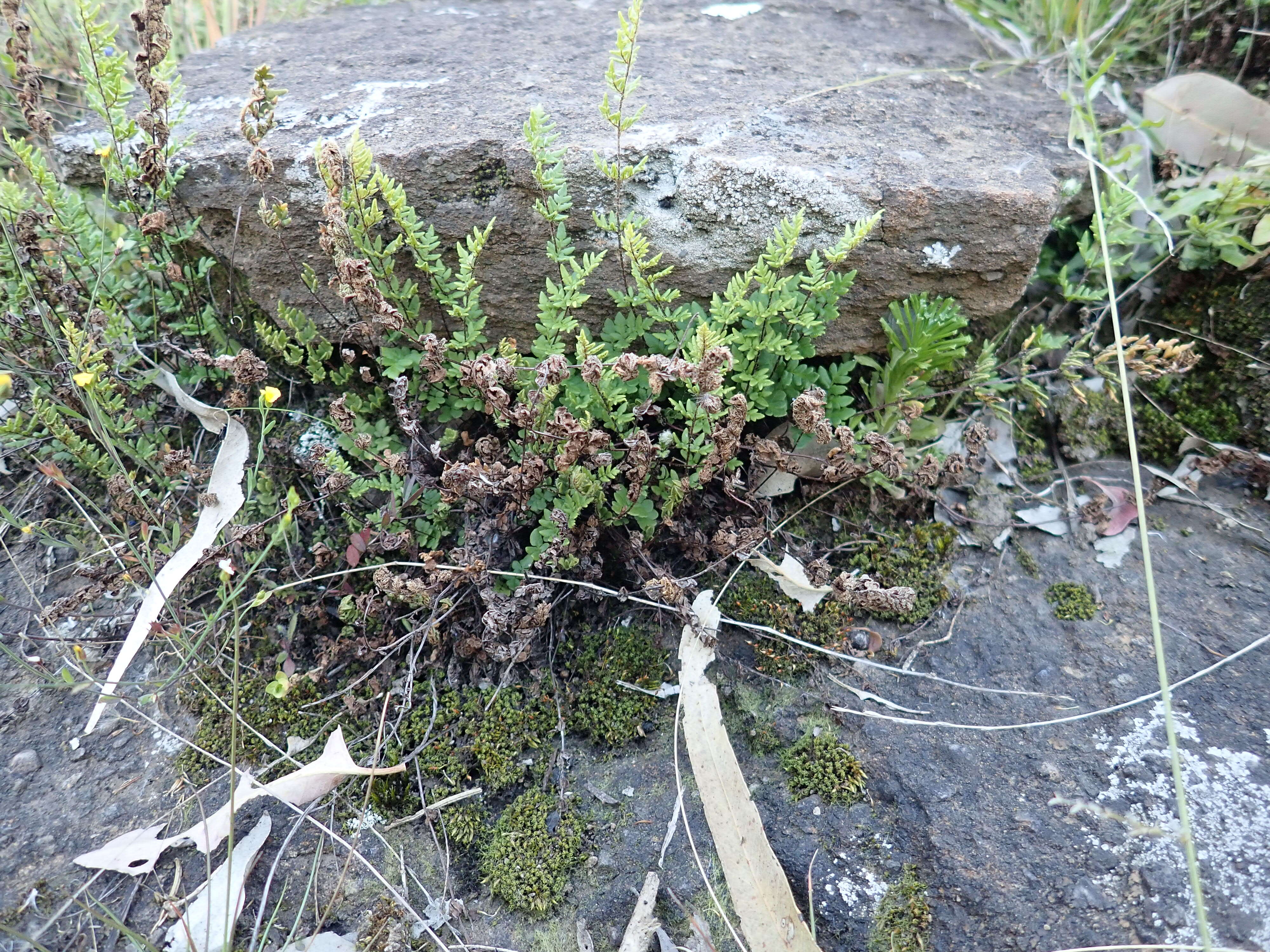 Image of Mulga fern