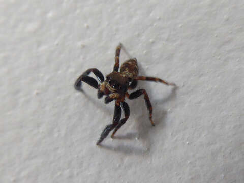 Image of Jumping spider