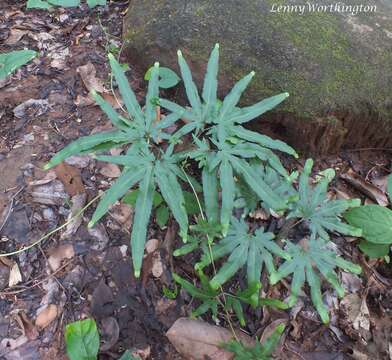 Image of Japanese climbing fern